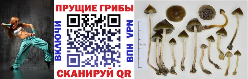 кракен   Выкса  Псилоцибиновые грибы MAGIC MUSHROOMS  нарко площадка как зайти  купить наркотик 